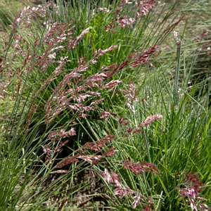 Savannah Ruby Grass